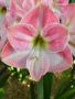 HIPPEASTRUM (AMARYLLIS) LARGE FLOWERING ‘CHERRY BLOSSOM‘ 34/36 CM. (6 P.OPEN TOP BOX)