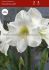 Hippeastrum Amaryllis Large Flowering Christmas Gift 3436 cm. 30 p.Carton