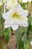 hippeastrum amaryllis large flowering christmas gift 3436 cm 30 pcarton