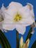 Hippeastrum Amaryllis Large Flowering Christmas Gift 3436 cm. 12 p.Wooden Crate