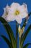 Hippeastrum Amaryllis Large Flowering Christmas Gift 3436 cm. 12 p.Wooden Crate