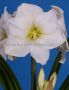 HIPPEASTRUM (AMARYLLIS) LARGE FLOWERING ‘CHRISTMAS GIFT‘ JUMBO 40/42 CM. (4 P.OPEN TOP BOX)