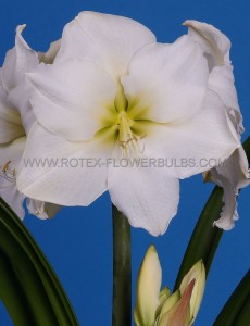 Hippeastrum (Amaryllis) Large Flowering ‘Christmas Gift‘ Jumbo 40/42 cm. (6 p.Wooden Crate)