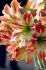 hippeastrum amaryllis large flowering clown 2830 cm 8 popen top box