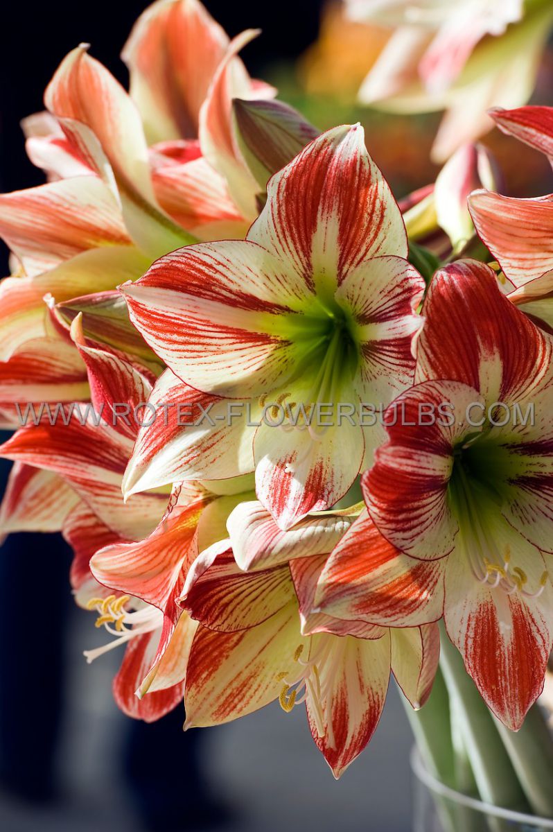 hippeastrum amaryllis large flowering clown 3436 cm 6 popen top box