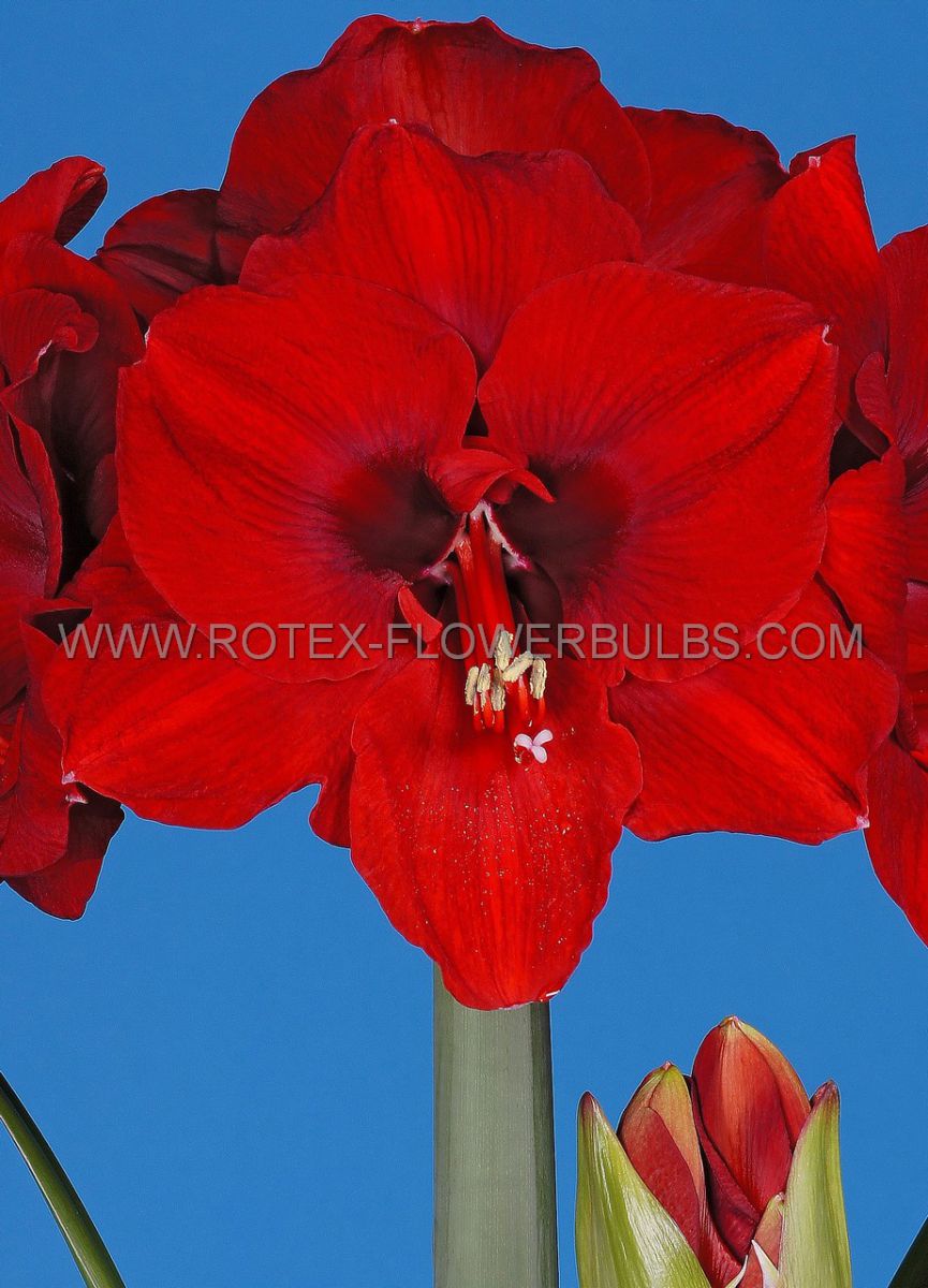hippeastrum amaryllis large flowering ferrari 3436 cm 30 pcarton