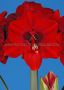 HIPPEASTRUM (AMARYLLIS) LARGE FLOWERING ‘FERRARI‘ 34/36 CM. (30 P.CARTON)