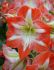 Hippeastrum Amaryllis Large Flowering Minerva 2830 cm. 50 p.Carton