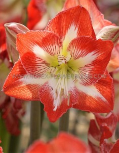 Hippeastrum (Amaryllis) Large Flowering ‘Minerva‘ 28/30 cm. (50 p.Carton)