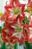 hippeastrum amaryllis large flowering minerva 2628 cm 50 pcarton