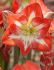 hippeastrum amaryllis large flowering minerva 3436 cm 6 popen top box