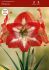 hippeastrum amaryllis large flowering minerva 3436 cm 6 popen top box