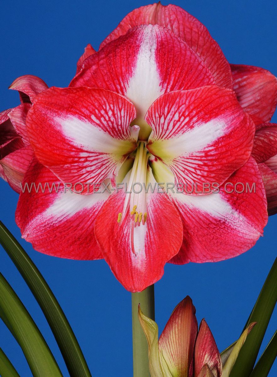 HIPPEASTRUM (AMARYLLIS) LARGE FLOWERING ‘MONTE CARLO‘ 34/36 CM. (30 P