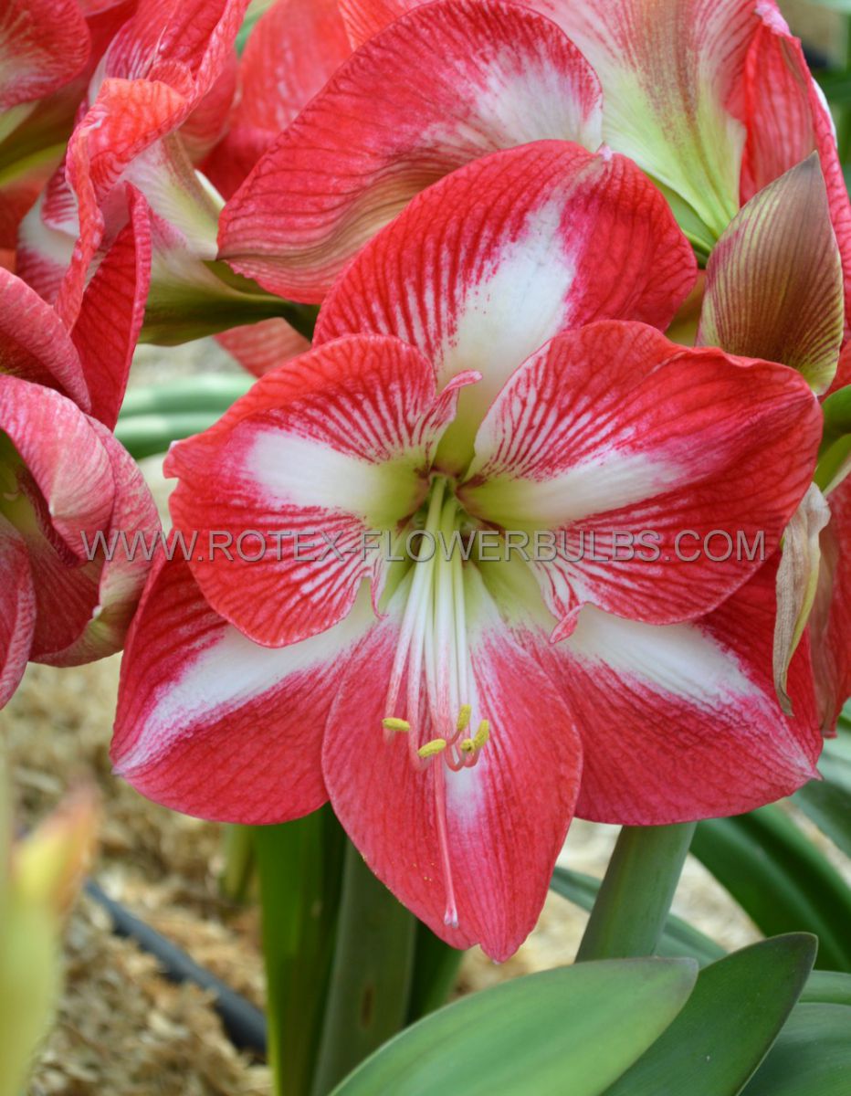 HIPPEASTRUM (AMARYLLIS) LARGE FLOWERING ‘MONTE CARLO‘ 34/36 CM. (30 P