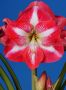 HIPPEASTRUM (AMARYLLIS) LARGE FLOWERING ‘MONTE CARLO‘ 34/36 CM. (12 P.WOODEN CRATE)
