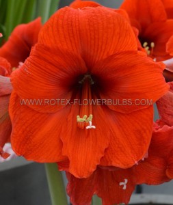 Hippeastrum (Amaryllis) Large Flowering ‘Orange Souvereign‘ Jumbo 40/42 cm. (25 p.Carton)