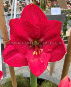 HIPPEASTRUM (AMARYLLIS) LARGE FLOWERING ‘PINK RIVAL‘ 34/36 CM. (12 P.WOODEN CRATE)