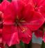 hippeastrum amaryllis large flowering pink rival 3436 cm 6 popen top box