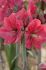 hippeastrum amaryllis large flowering pink rival 3436 cm 12 pwooden crate