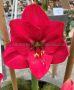 Hippeastrum (Amaryllis) Large Flowering ‘Pink Rival‘ Jumbo 40/42 cm. (6 p.Wooden Crate)