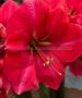 HIPPEASTRUM (AMARYLLIS) LARGE FLOWERING ‘PINK RIVAL‘ JUMBO 40/42 CM. (6 P.WOODEN CRATE)