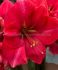 Hippeastrum Amaryllis Large Flowering Pink Rival Jumbo 4042 cm. 6 p.Wooden Crate