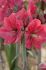 Hippeastrum Amaryllis Large Flowering Pink Rival Jumbo 4042 cm. 6 p.Wooden Crate