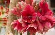 Hippeastrum Amaryllis Large Flowering Pink Rival Jumbo 4042 cm. 6 p.Wooden Crate