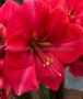 HIPPEASTRUM (AMARYLLIS) LARGE FLOWERING ‘PINK RIVAL‘ JUMBO 40/42 CM. (25 P.CARTON)