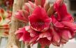 hippeastrum amaryllis large flowering pink rival jumbo 4042 cm 4 popen top box