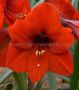 Hippeastrum (Amaryllis) Large Flowering ‘Red Lion‘ 28/30 cm. (50 p.Carton) Hippeastrum (Amaryllis) Large Flowering ‘Red Lion‘ 28/30 cm. (50 p.Carton)
