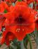 Hippeastrum Amaryllis Large Flowering Red Lion 2830 cm. 50 p.Carton