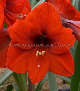 HIPPEASTRUM (AMARYLLIS) LARGE FLOWERING ‘RED LION‘ 26/28 CM. (50 P.WOODEN CRATE)