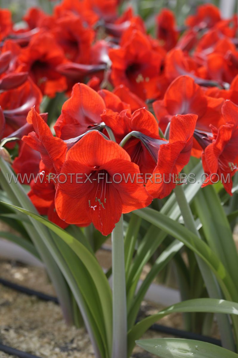 hippeastrum amaryllis large flowering red lion 2628 cm 50 pwooden crate