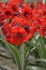 hippeastrum amaryllis large flowering red lion 2830 cm 8 popen top box