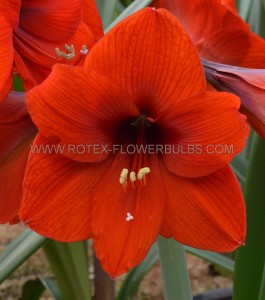 Hippeastrum (Amaryllis) Large Flowering ‘Red Lion‘ 34/36 cm. (6 p.Open Top Box)
