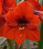 Hippeastrum Amaryllis Large Flowering Red Lion 3436 cm. 12 p.Wooden Crate