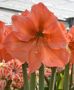 Hippeastrum (Amaryllis) Large Flowering ‘Rilona‘ 34/36 cm. (12 p.Wooden Crate)