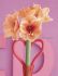 hippeastrum amaryllis large flowering rilona 3436 cm 6 popen top box