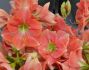 hippeastrum amaryllis large flowering rosalie 2830 cm 8 popen top box