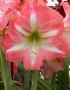 Hippeastrum (Amaryllis) Large Flowering ‘Strong King‘ 34/36 cm. (30 p.Carton)