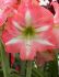 Hippeastrum Amaryllis Large Flowering Strong King Jumbo 4042 cm. 6 p.Wooden Crate