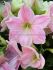 hippeastrum amaryllis large flowering sweet star 3436 cm 30 pcarton
