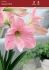 Hippeastrum Amaryllis Large Flowering Sweet Star 3436 cm. 6 p.Open Top Box