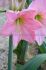hippeastrum amaryllis large flowering sweet star 3436 cm 30 pcarton