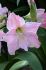 hippeastrum amaryllis large flowering sweet star 3436 cm 12 pwooden crate
