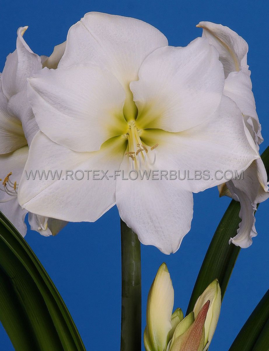 hippeastrum amaryllis large flowering white lady 2830 cm 8 popen top box
