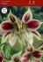 hippeastrum amaryllis specialty butterfly papillio 2426 cm 18 pwooden crate