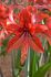 hippeastrum amaryllis specialty cybister bogota 2628 cm 6 popen top box