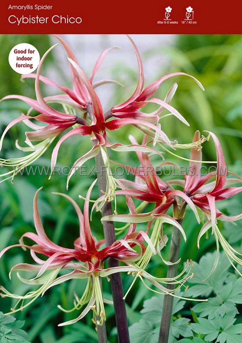 hippeastrum amaryllis specialty cybister chico 2628 cm 18 pwooden crate